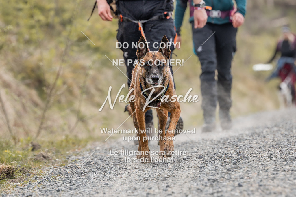 6Z1A1410 | nelerasche