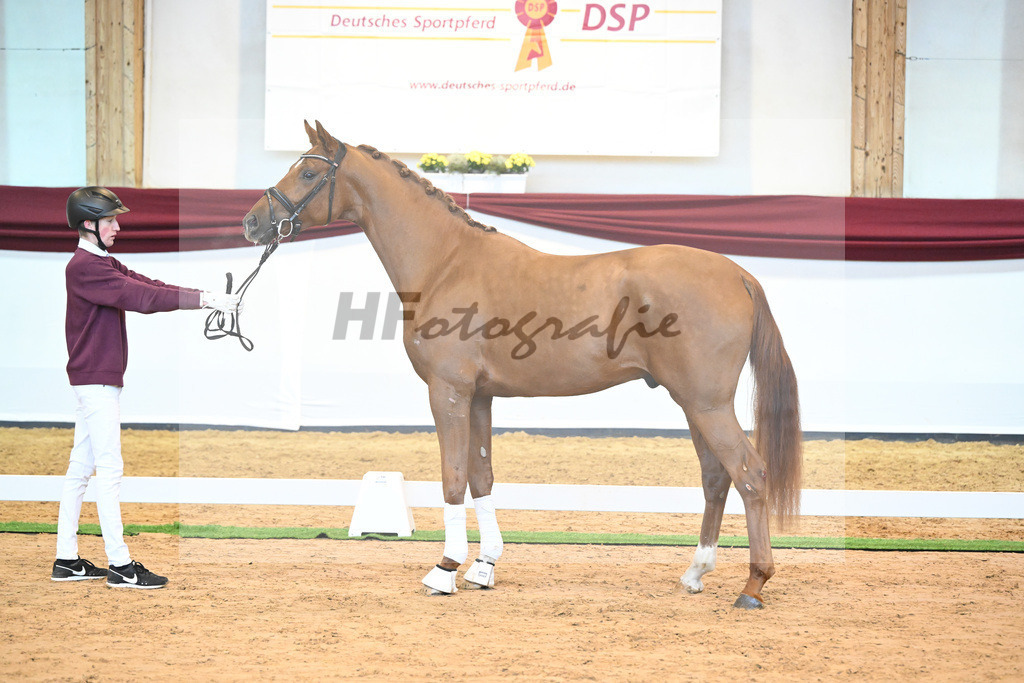 Kat-Nr. 18 v. Desperados_RIH Sportpferde GmbH_66220182 | hf-fotografie - Realisiert mit Pictrs.com