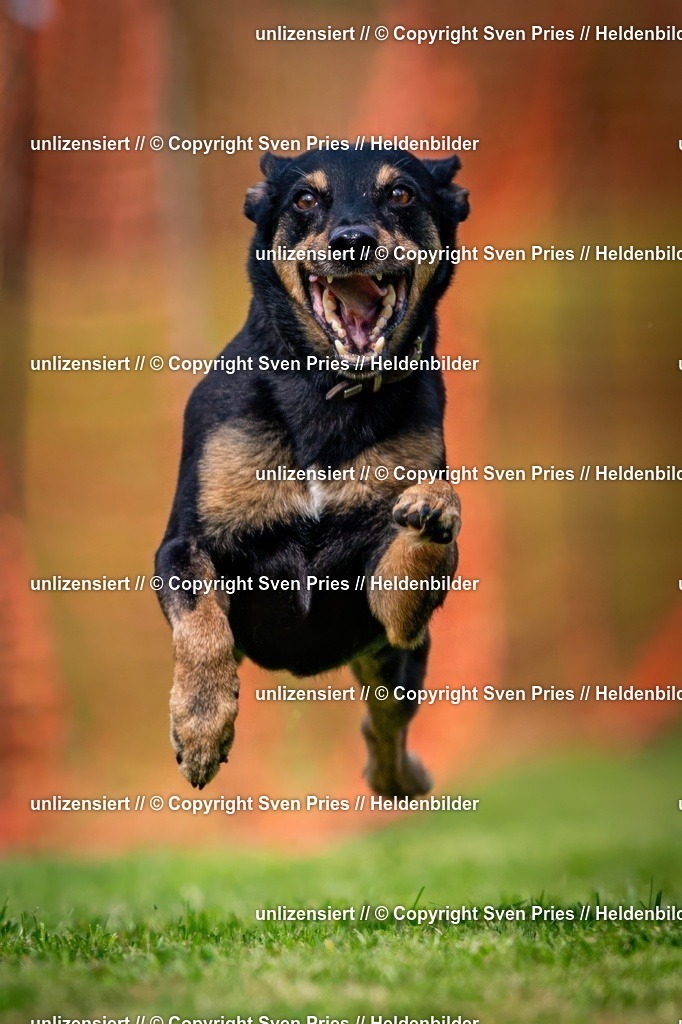 Sven Pries | 2024-09-22 - Hunderennen Baden-BadenPudelverein - Realisiert mit Pictrs.com