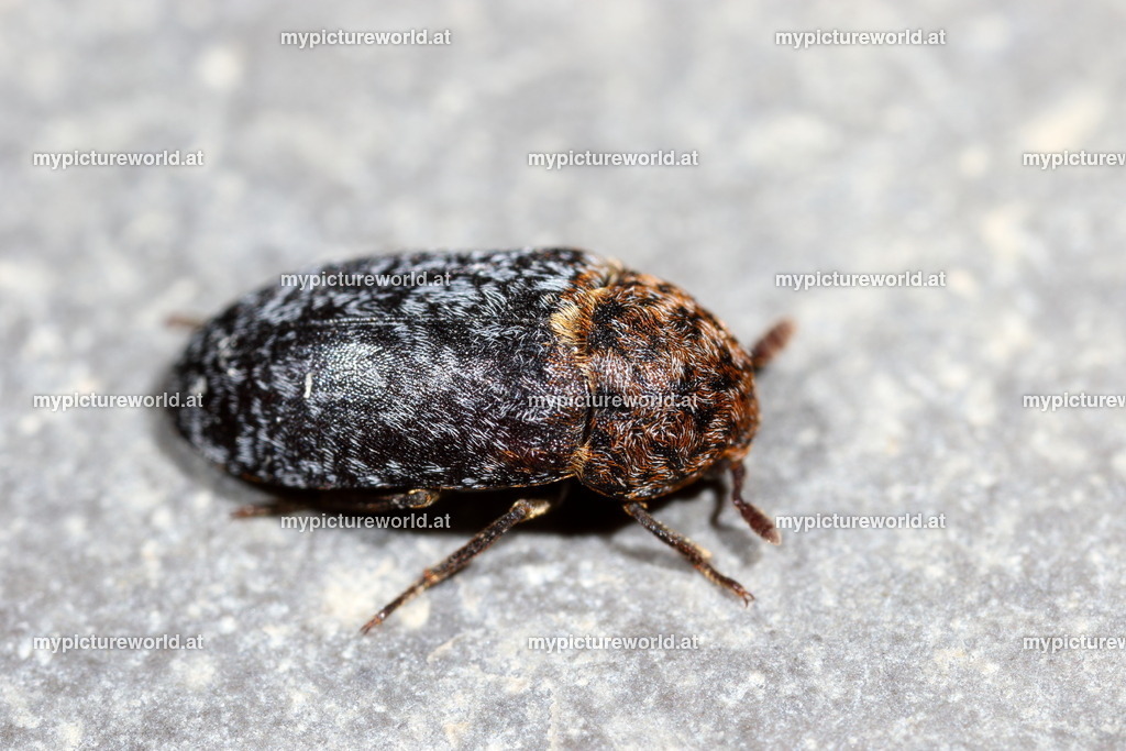 Dermestes undulatus-004 | Das Bilderarchiv über Tiere, Planzen und Landschaften. In der Bilddatenbank finden Sie ein große Auswahl an hochwertigen Bilder für Ihre Werbung - Realisiert mit Pictrs.com