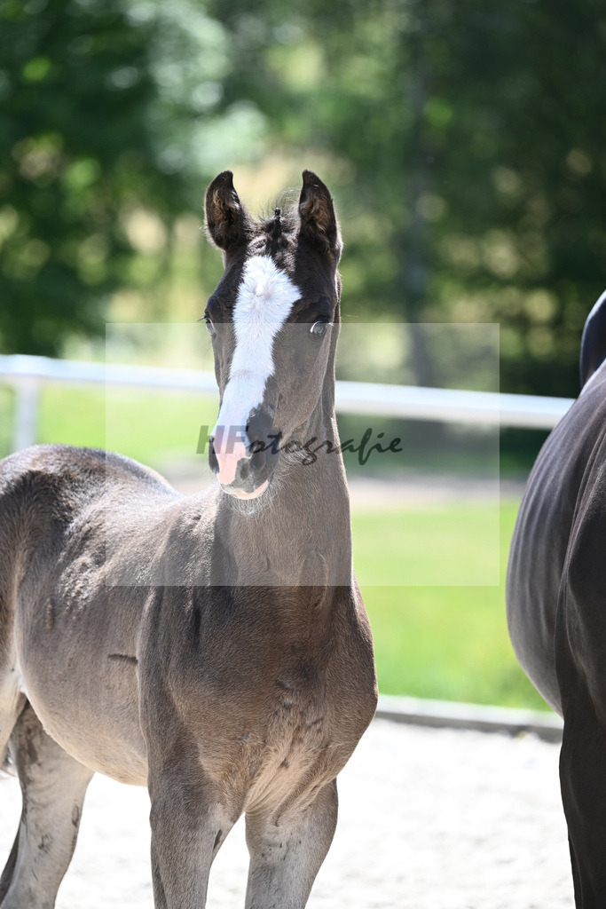 Kat-Nr. 27 SF Expresso_Lechner_16230425 | hf-fotografie - Realisiert mit Pictrs.com