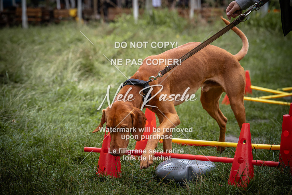 nelerasche_SoEarlyDog_36 | nelerasche