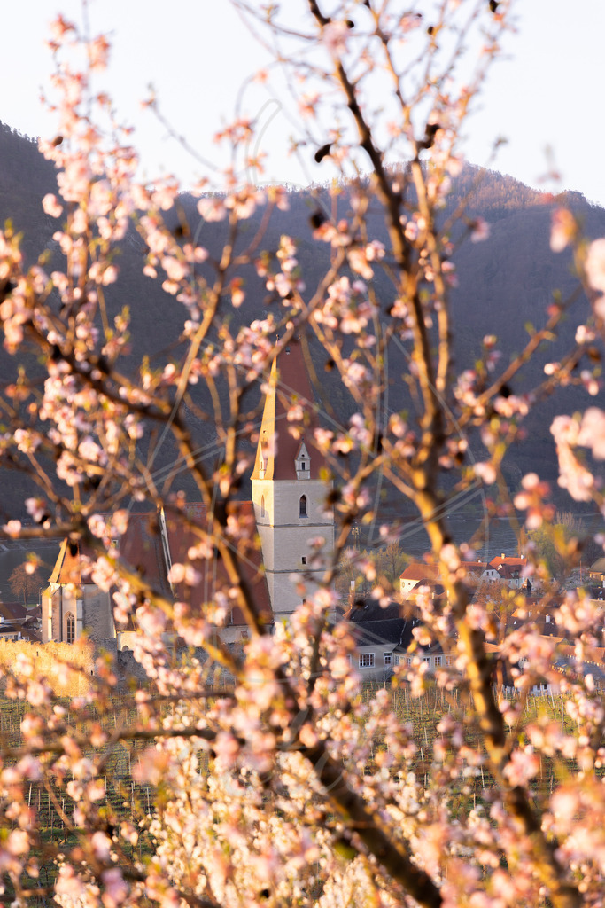 Marillenblüte bei Sonnenaufgang | Ihre Fotografin im Lungau, ihre Fotografin im Mostviertel, Wandbilder Onlineshop, Imagefotos für Ihr Unternehmen,  - Realisiert mit Pictrs.com