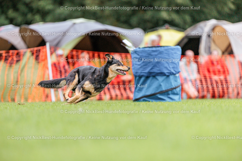BSP Hoopers-H3 T2 Tag2-2026-Nickbest-Hundefotografie-TuS Komet Arsten e.V.-1511 | Dein Hund! Dein Moment! Deine Erinnerungen! Hundefotografie in Bremen Blumenthal. Ich fange die besonderen Momente deines Vierbeiners ein – ob Indoor mit Blitzanlage oder in der freien Natur. Sicher dir dein Moment und dein Termin für eure Erinnerungen.