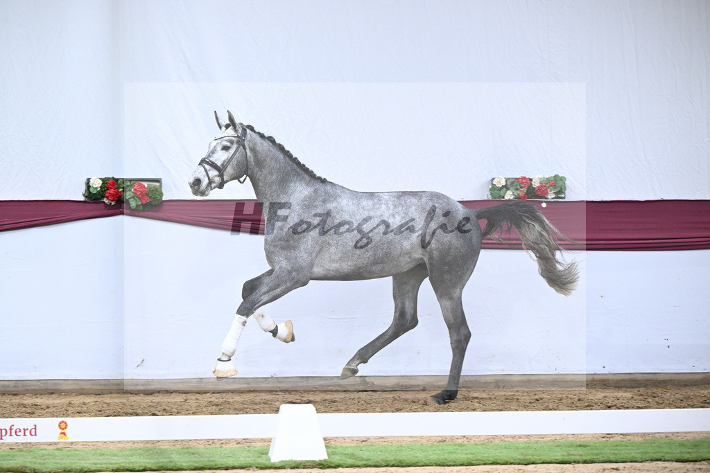 Kat-Nr. 131 Fynch Hatton x Sir Donnerhall I_Reit- und Turnierpferde GmbH IB Berger_47254435 | hf-fotografie - Realisiert mit Pictrs.com