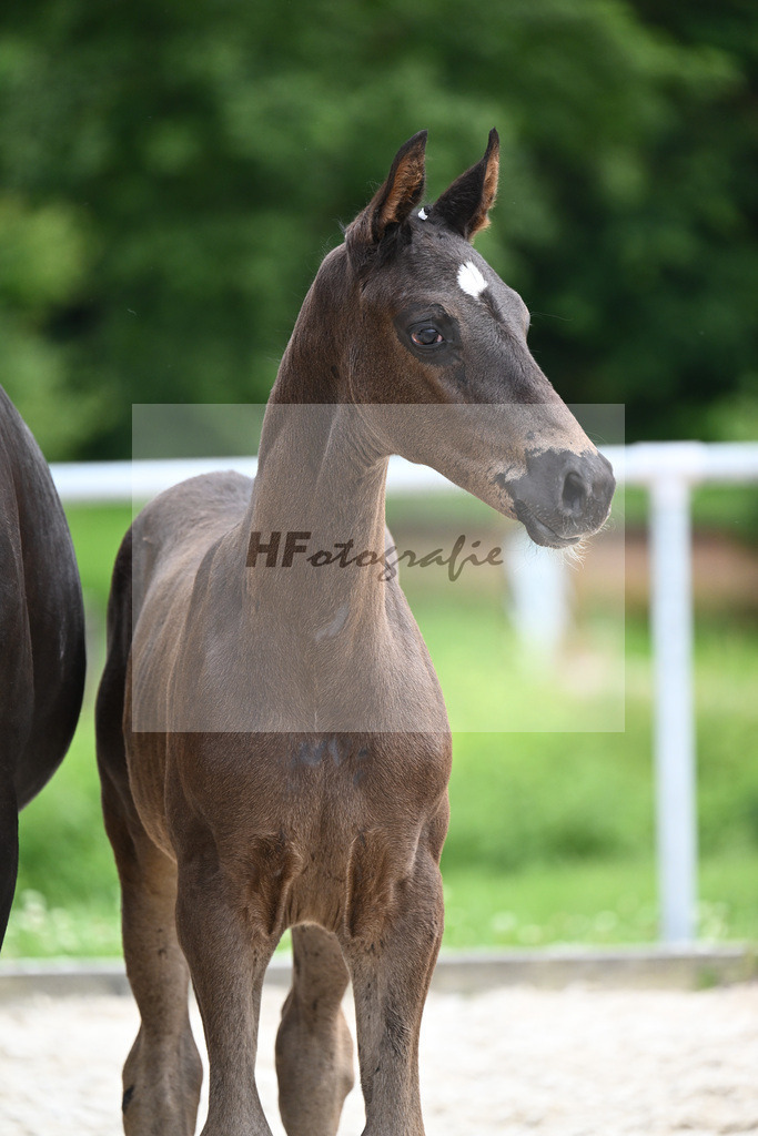 Segantini x Desperados_HF_Kloessinger_20240904 | hf-fotografie - Realisiert mit Pictrs.com