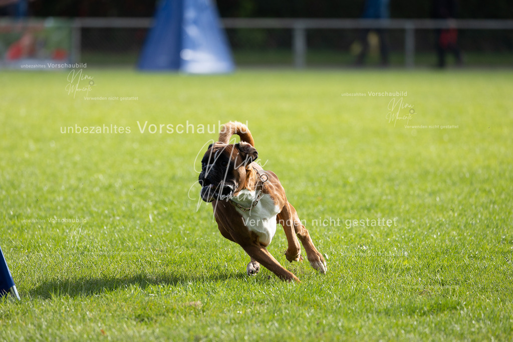 _16A6563 | Einzigartige Fotos von Hunden & Menschen –Actionfotos, Portraits, Vereinsaufnahmen & Paarshootings – authentisch, lebendig & mit Herz.