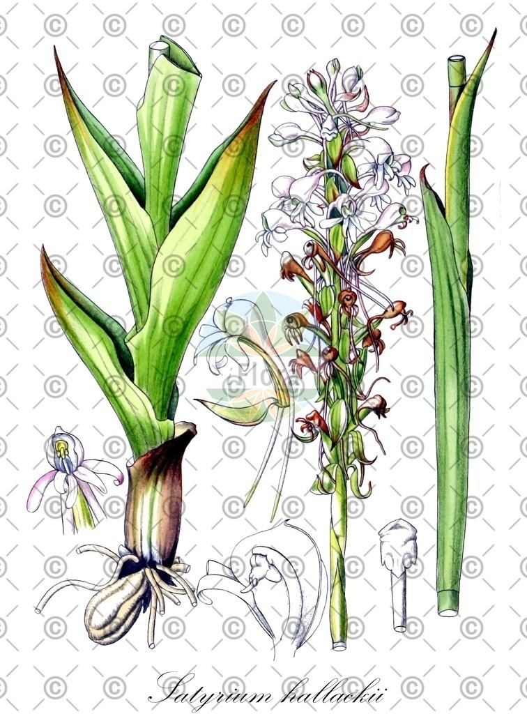 HistAbb_wfo-0000304940_1_ENZY_Simple | Historische Abbildung von Satyrium hallackii - Orchidaceae | Historical Illustration of Satyrium hallackii - Orchidaceae