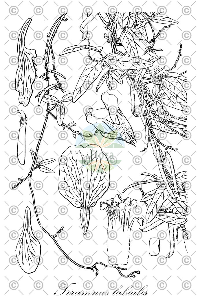 HistAbb_wfo-0000406800_1_ENZY_Simple | Historische Abbildung von Teramnus labialis - Fabaceae | Historical Illustration of Teramnus labialis - Fabaceae
