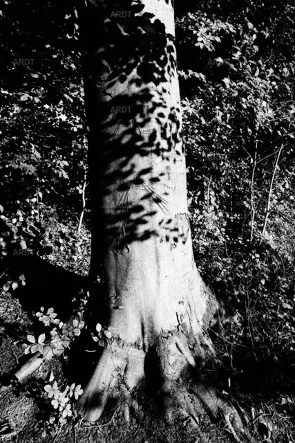 Baum Füße 13 | ARDT Foto Kunst