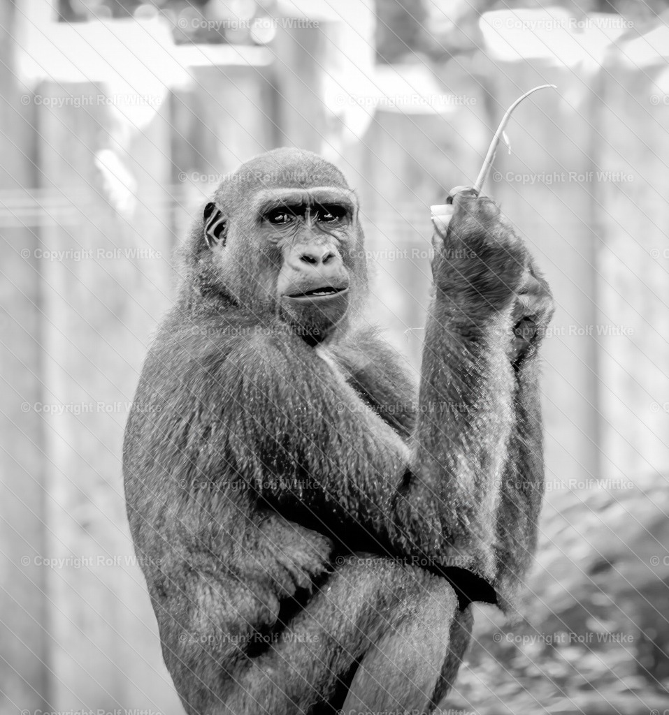 affe0.3 | Rolf Wittke  - Realisiert mit Pictrs.com