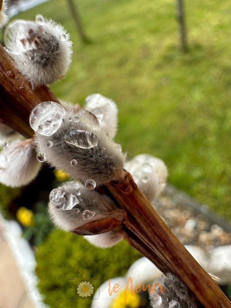 3D466546-3EAE-4B93-BE89-2CF1D9FCF292 | Dies ist der Shop von Florian Blum - le fleuri. Langenthal, Bern, Schweiz. Sie können hier meine oder ihre eigenen Fotos als Fotoprodukte kaufen. Tassen, Schlüsselanhänger, Taschen etc. können Sie hier gestalten.  - Realisiert mit Pictrs.com