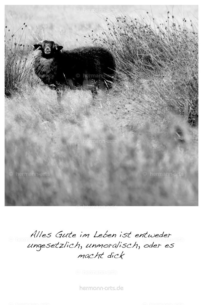 PK_Zitate_10x15_BW-046 | Photo Foto Kunst Art schwarzweiss Bilder Rheine Münster Berlin Blumen 