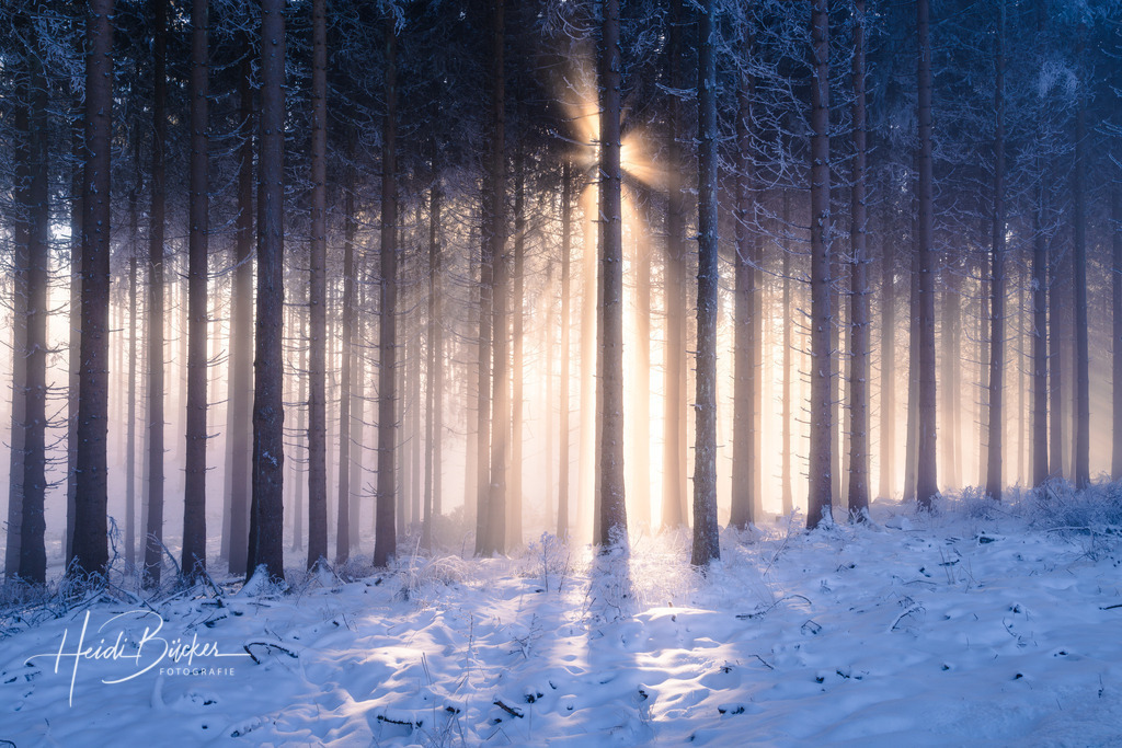 Winterlicher Nebelwald 1 | Bilder und Impressionen zu jeder Jahreszeit aus dem Sauerland im Naturpark Sauerland-Rothaargebirge - Realisiert mit Pictrs.com