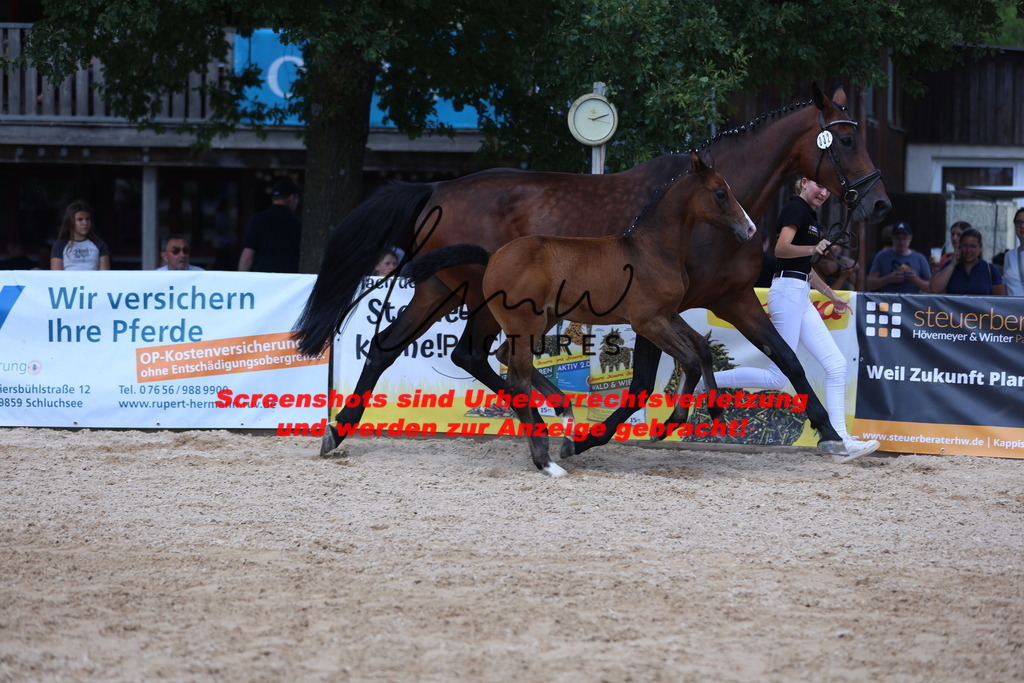 Fohlenschau_Schwäbisch_Hall_springbetonte_Fohlen_KN 32_17 | lmwpictures - Realisiert mit Pictrs.com