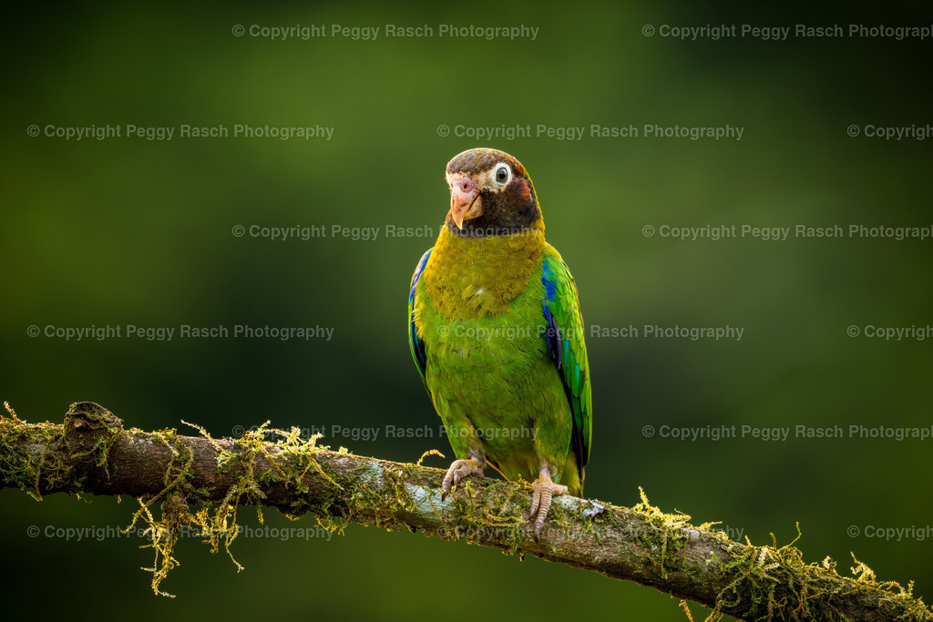 Costa Rica verschiedenes (9) | PeggyRaschPhotography - Realisiert mit Pictrs.com