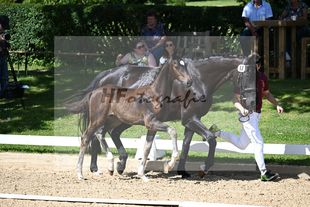 Kat-Nr. 17 HF Floricello x Sir Donnerhall_Zimmermann_27230234 | hf-fotografie - Realisiert mit Pictrs.com