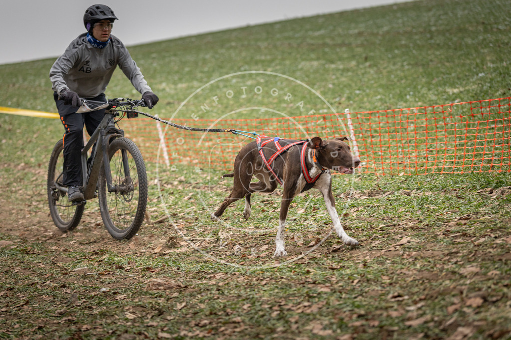 Pfotenfotografie_DV3A2495 | Hundefotografie, Tierfotograf, Pfotenfotografie, Fotoshooting Hund, Hunde Portrait, Hundesport, Hundeportraits, Heideshooting, Hunde, Sportfotograf, Hundefotograf, Turnierhundsport, THS,  - Realisiert mit Pictrs.com