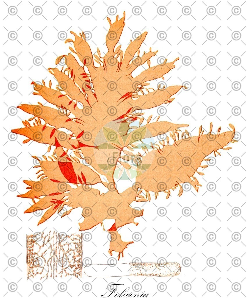 HistAbb_wfo-0000080969_1_ENZY_Simple | Historische Abbildung von Felicinia - Halymeniaceae (0) | Historical Illustration of Felicinia - Halymeniaceae (0)