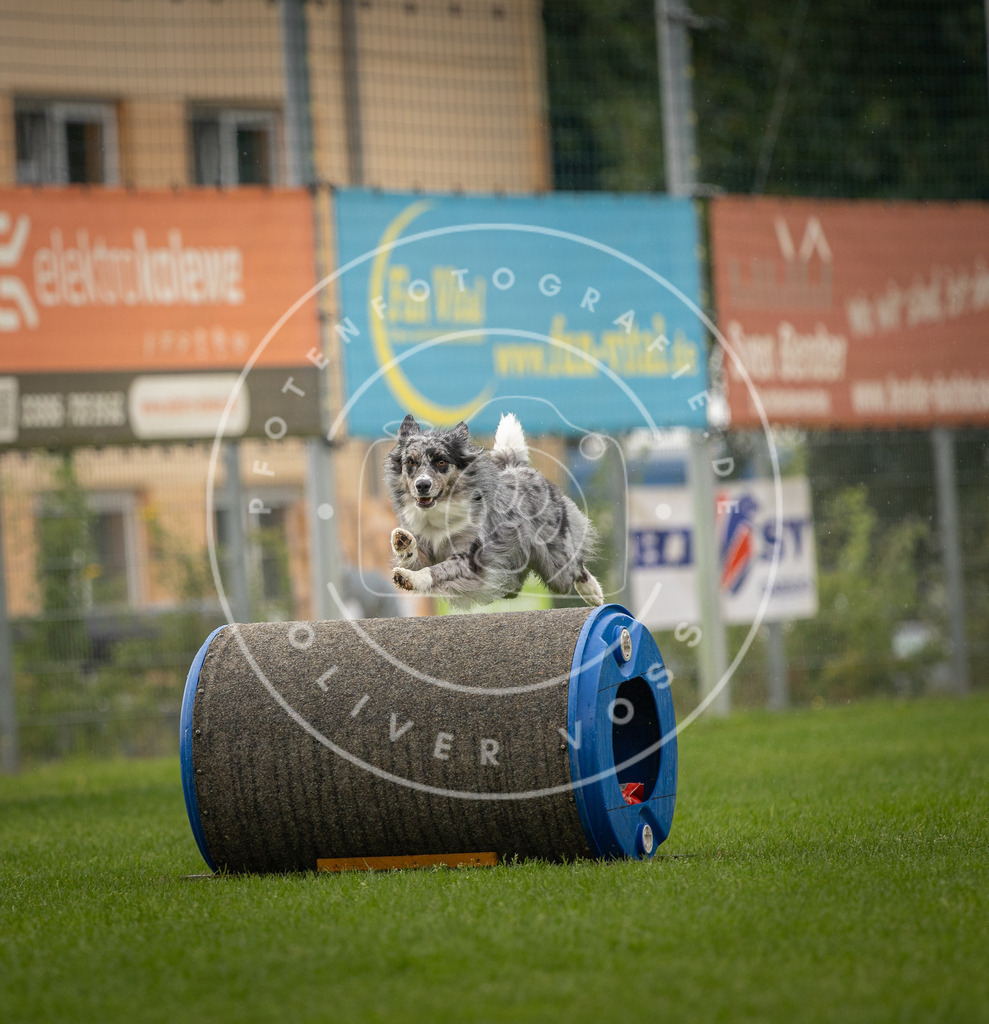 Pfotenfotografie_DV3A5006 | Hundefotografie, Tierfotograf, Pfotenfotografie, Fotoshooting Hund, Hunde Portrait, Hundesport, Hundeportraits, Heideshooting, Hunde, Sportfotograf, Hundefotograf, Turnierhundsport, THS,  - Realisiert mit Pictrs.com
