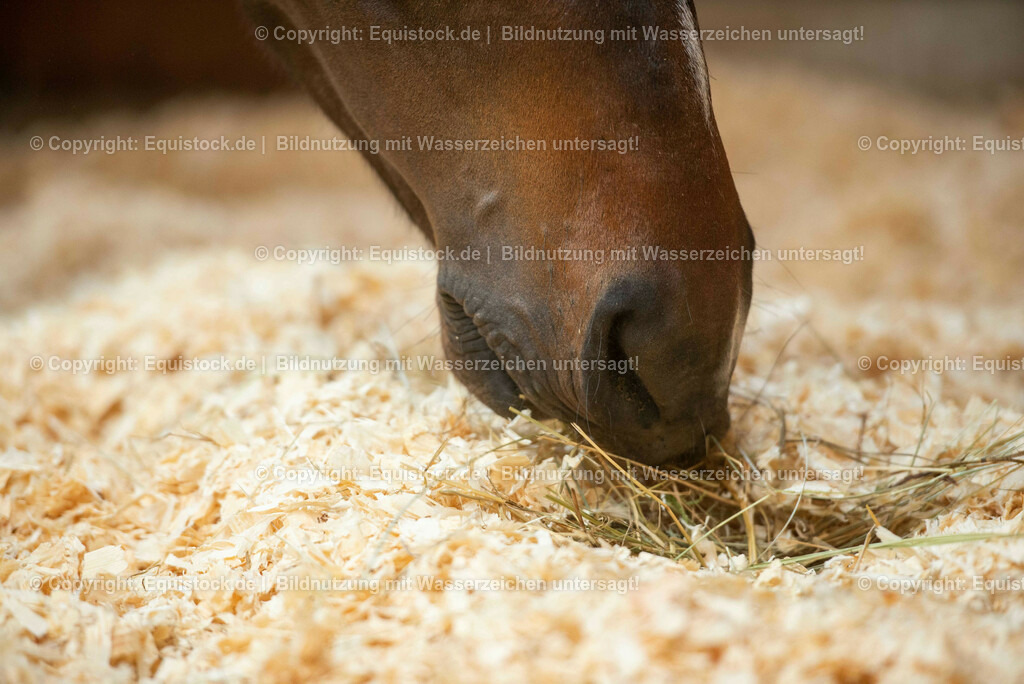 20190409_Einstreu_in_Pferdebox_0063 | Foto: Thomas Hartig