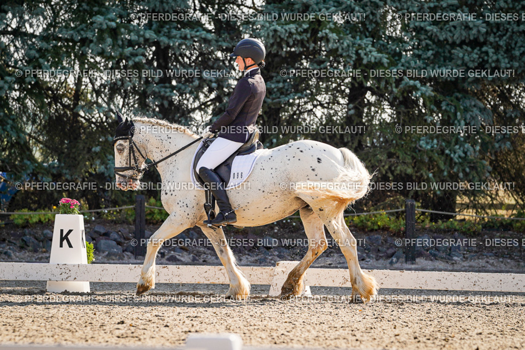 DSC09382 | Pferdegrafie