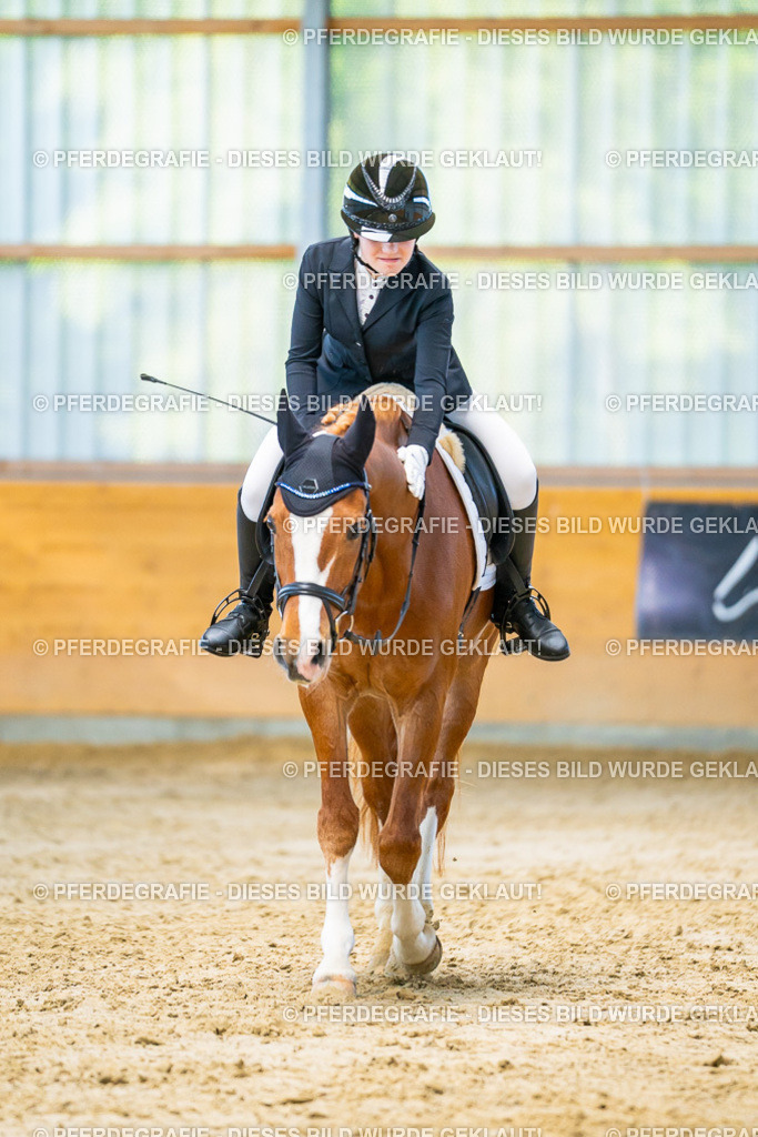 DSC06908 | Pferdegrafie