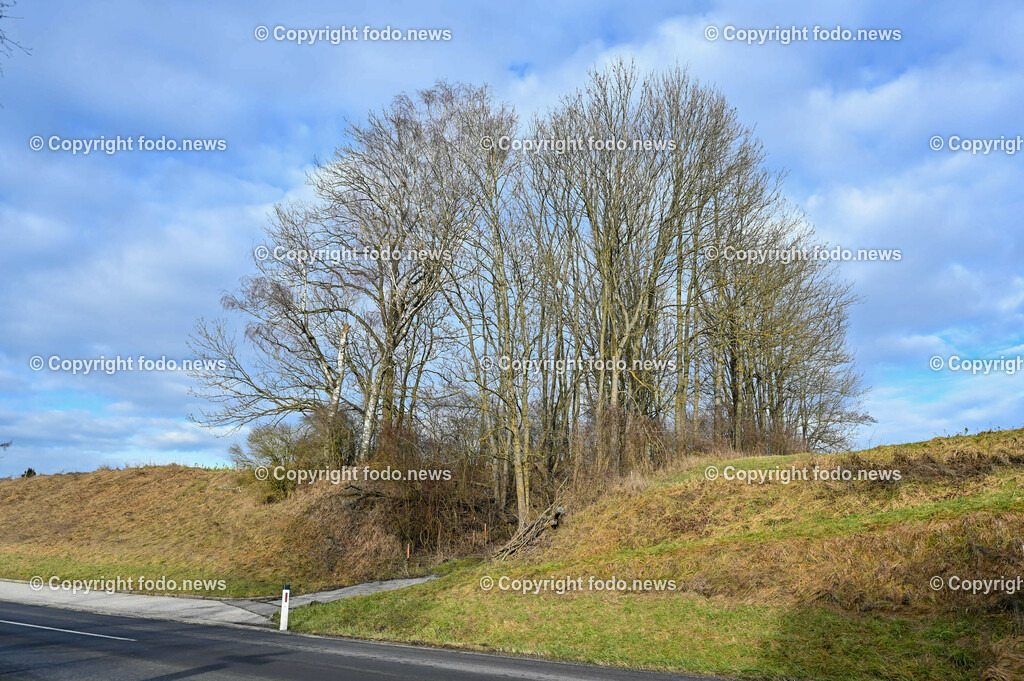 Donaulimes_ Naturdenkmal Kuhschellenboeschung_ 28.12.2022-1 | 28.12.2022, Wilhering, AUT, Donaulimes, im Bild Naturdenkmal Kuhschellenboeschung