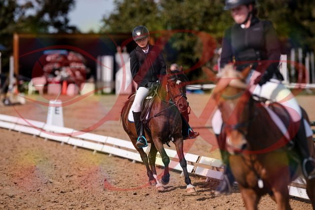 2026_10_03_Siefer-Hof_122452_Z81_25454686 | Professionelle Reitsport-, Turnier- und Eventfotografie von Robert Broda. Galerien mit ausgewählten und bearbeiteten Bildern direkt online ansehen und bestellen.