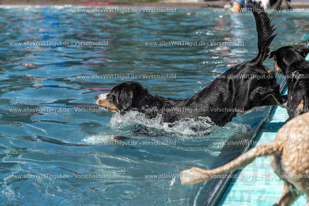 Hundeschwimmen_Volksbad_2026-allesWIRTHgut_Tierfotografie-2609061237-FAY06515 | Professionelle Tierfotografie in Mönchengladbach von Daniel Wirth (allesWIRTHgut). Liebevolle & natürliche Bilder von Hunden & Katzen für unvergessliche Erinnerungen.