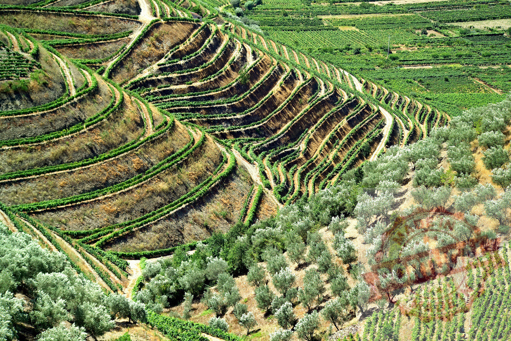 Douro Valley terraced vineyards and olive trees in Portugal | Douro Valley hills showcasing terraced vineyards and olive groves in agricultural landscape - Realized with Pictrs.com