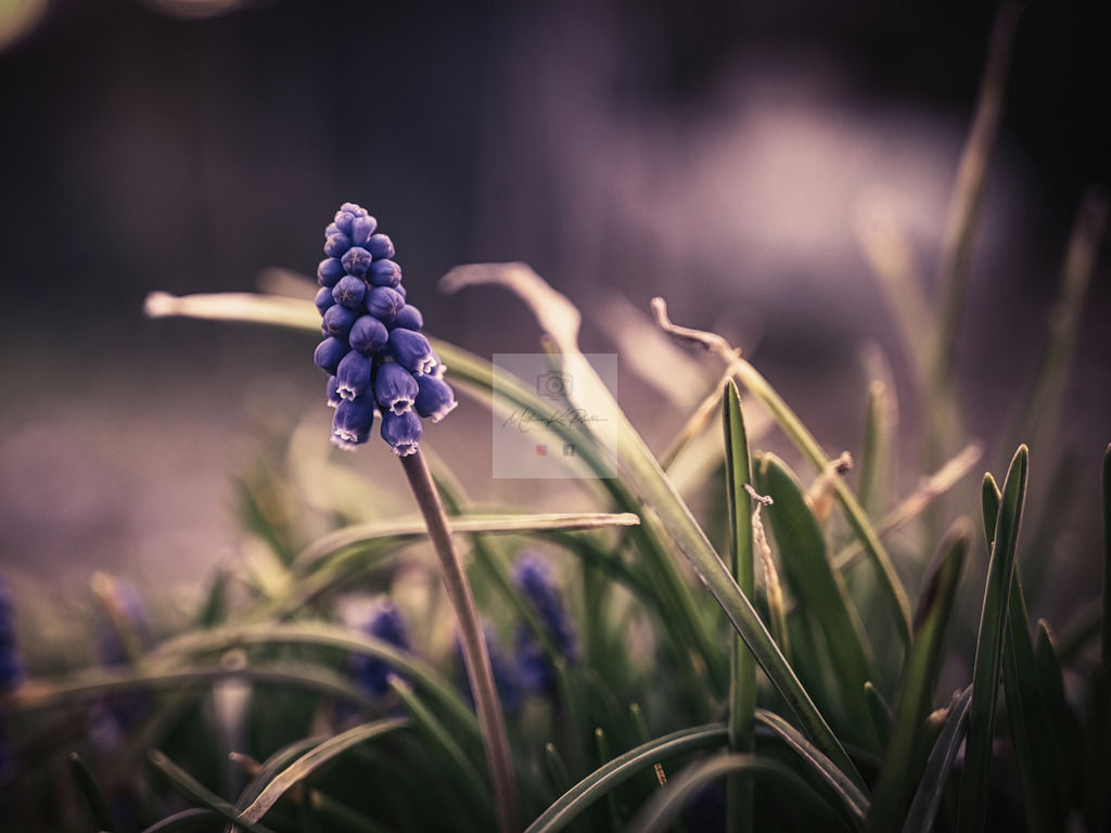 Makro - floral (94) | Buche Fotoshootings und entdecke hochwertige Fotoprodukte bei Mathias Ku Photos. Personalisiert, kreativ & mit Liebe zum Detail. Jetzt informieren! - Realisiert mit Pictrs.com