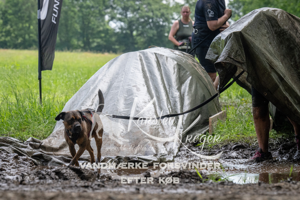 1127_ZZ92945 | kk-dogfotos