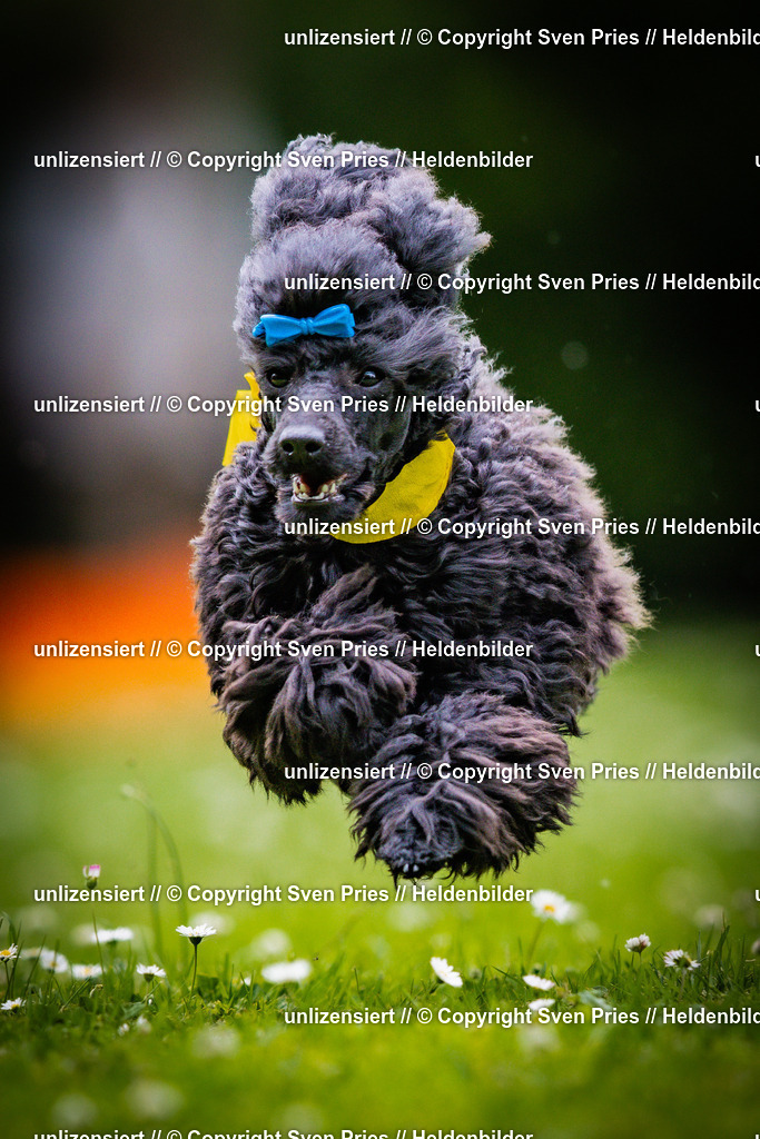 Sven Pries | 2025-05-29 - Pudelrennen KA-Durlach - Realisiert mit Pictrs.com