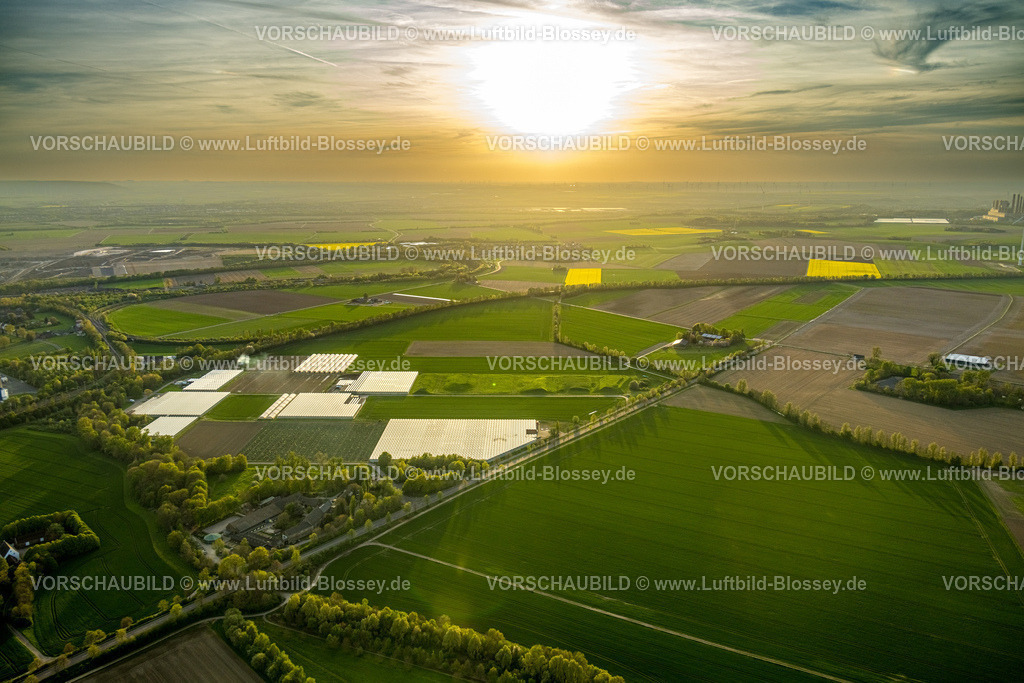 Grevenbroich240403940NeurathRWE_PowerKraftwerkNeurathBOA 2_3 | Luftbild, die Abendsonne über Wiesen und Felder in Vanikum Rommerskirchen, Gartenbaubetrieb und landwirtschaftliche Felder mit Gemüse und Obstanbau im Gegenlicht, Neurath, Grevenbroich, Rheinland, Nordrhein-Westfalen, Deutschland