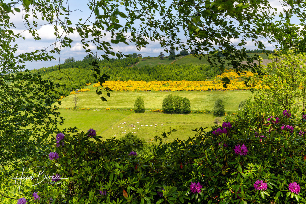 Westfeld und Umgebung 019 | Bilder und Impressionen zu jeder Jahreszeit aus dem Sauerland im Naturpark Sauerland-Rothaargebirge - Realisiert mit Pictrs.com