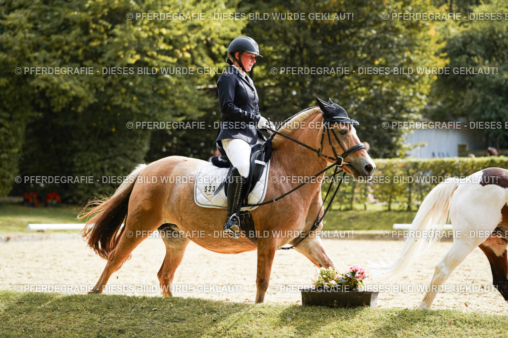 DSC01296 | Pferdegrafie