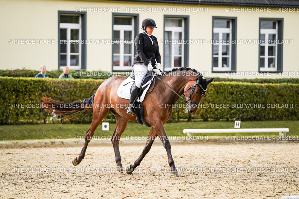 DSC09192 | Pferdegrafie