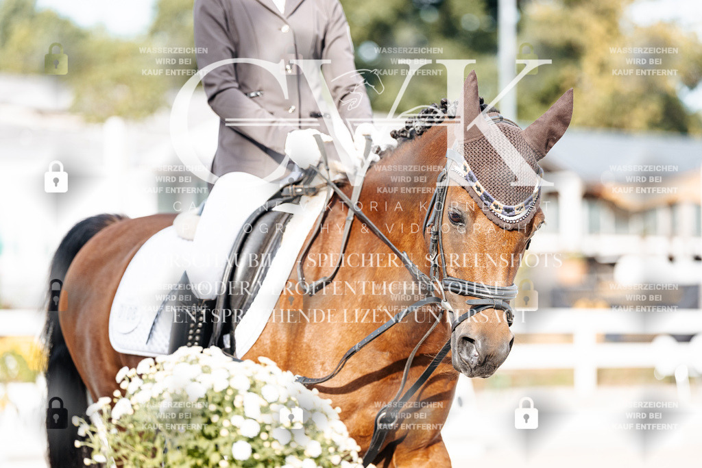 CK904084 | Turnierfotografie Pferdefotografie Trier Rheinland-Pfalz Pferdesport Reitsport Tierfotografie Sportfotografie Pferdevideo Pferdevideografie Equestrianvideography equestrianphotography  - Realisiert mit Pictrs.com