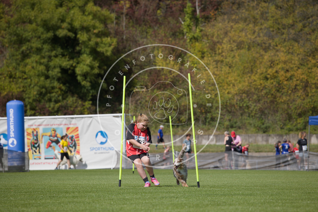 0L8A2826 | Hundefotografie, Tierfotograf, Pfotenfotografie, Fotoshooting Hund, Hunde Portrait, Hundesport, Hundeportraits, Heideshooting, Hunde, Sportfotograf, Hundefotograf, Turnierhundsport, THS,  - Realisiert mit Pictrs.com