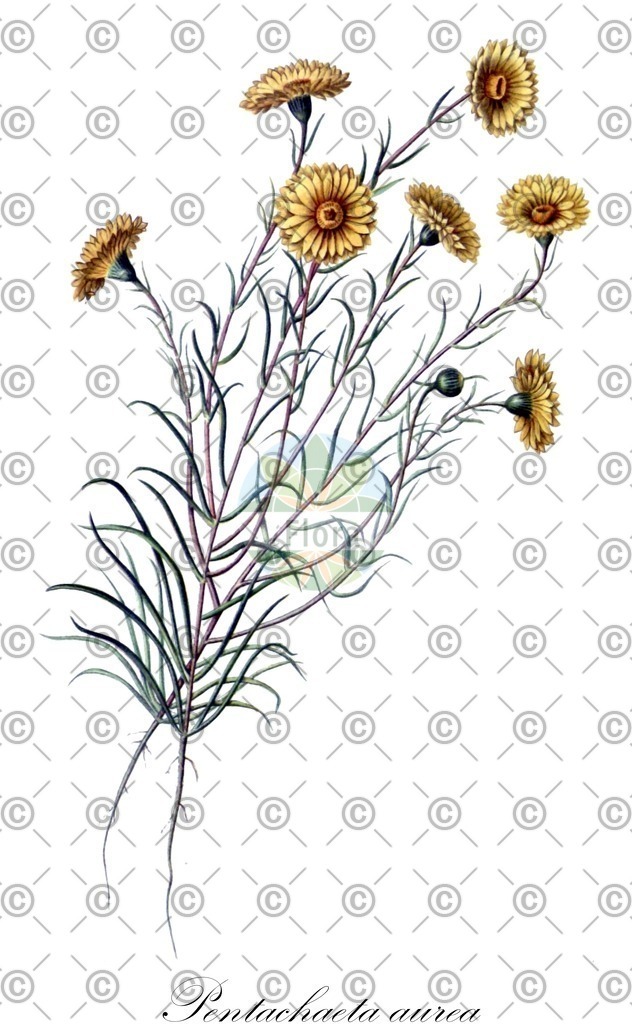 HistAbb_wfo-0000398759_1_ENZY_Simple | Historische Abbildung von Pentachaeta aurea - Asteraceae | Historical Illustration of Pentachaeta aurea - Asteraceae