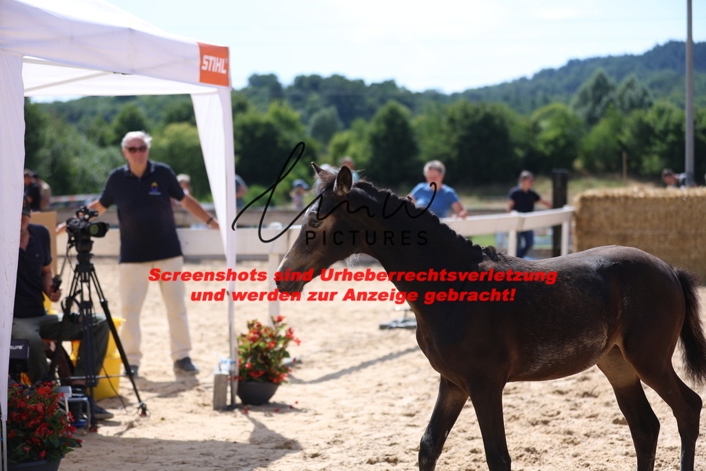 Fohlenschau_Schwäbisch_Hall_Ponys_KN 48_8 | lmwpictures - Realisiert mit Pictrs.com