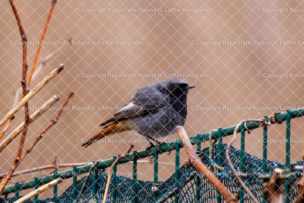 Wildvögel_20 | Singvogel in freier Natur im Garten - Realisiert mit Pictrs.com