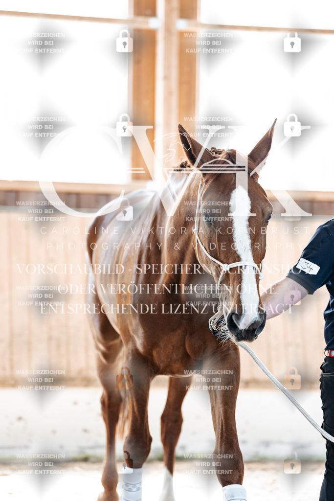 CK906649 | Turnierfotografie Pferdefotografie Trier Rheinland-Pfalz Pferdesport Reitsport Tierfotografie Sportfotografie Pferdevideo Pferdevideografie Equestrianvideography equestrianphotography  - Realisiert mit Pictrs.com