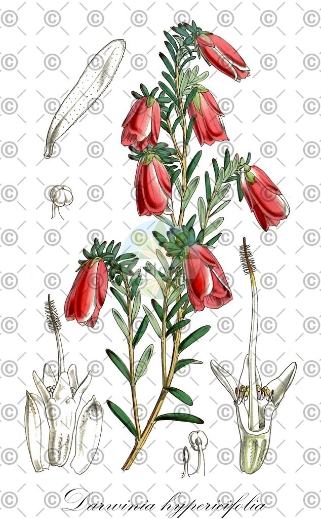 HistAbb_wfo-0000638181_1_ENZY_Simple | Historische Abbildung von Darwinia hypericifolia - Myrtaceae | Historical Illustration of Darwinia hypericifolia - Myrtaceae