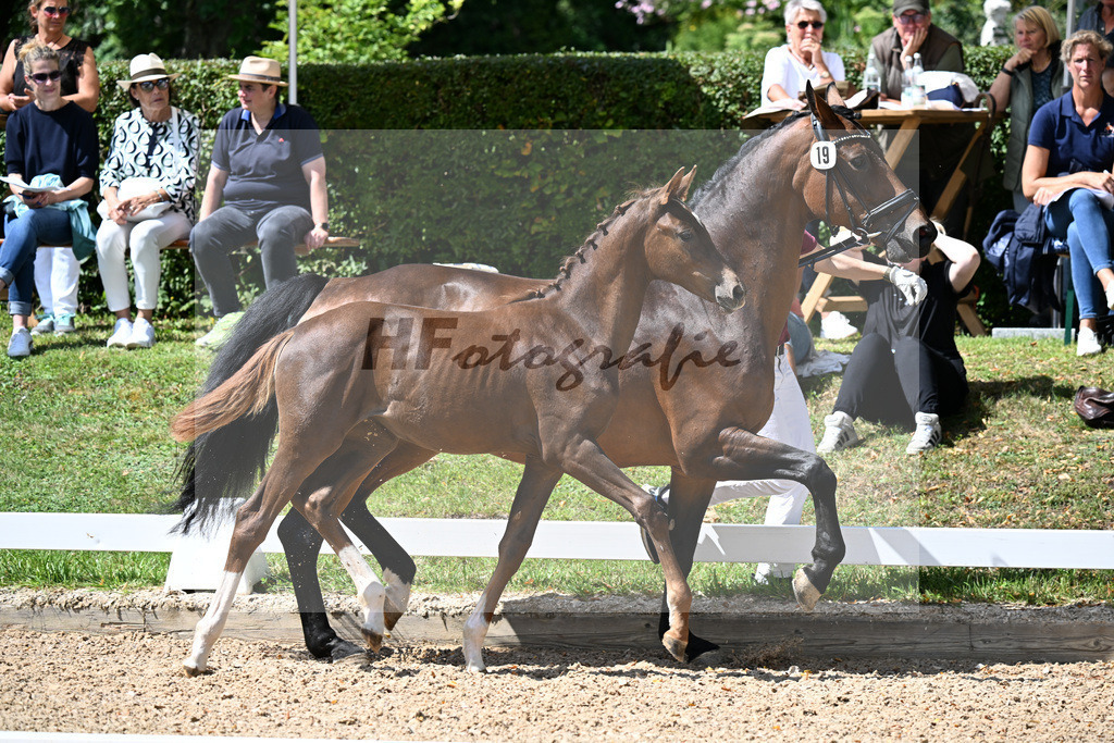 Kat-Nr. 19 Dream Boy x Lord Loxley I_SF_Schetter_29250642 | hf-fotografie - Realizzato con Pictrs.com