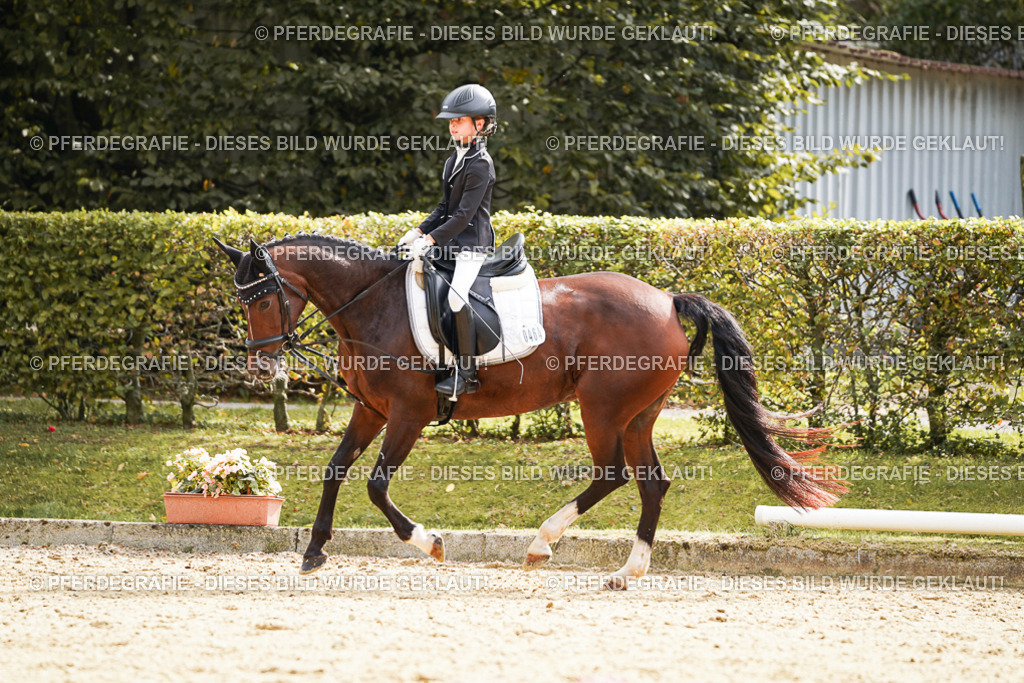 DSC01277 | Pferdegrafie