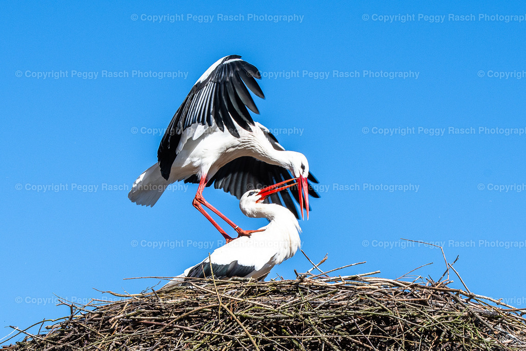 Vogelpark Niendorf (11) | PeggyRaschPhotography - Realisiert mit Pictrs.com