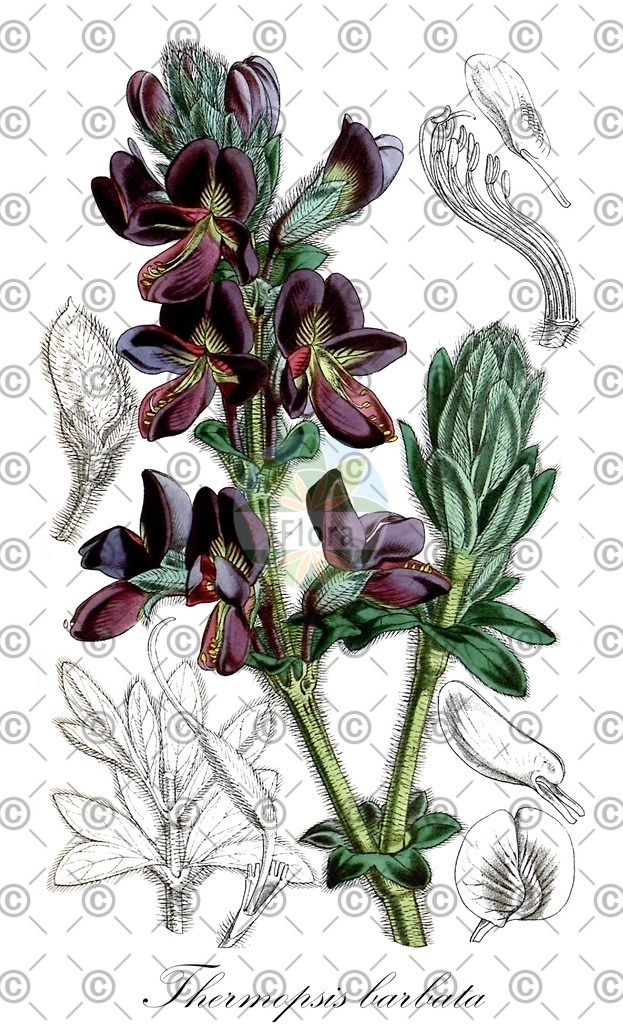 HistAbb_wfo-0000455933_1_ENZY_Simple | Historische Abbildung von Thermopsis barbata - Fabaceae | Historical Illustration of Thermopsis barbata - Fabaceae