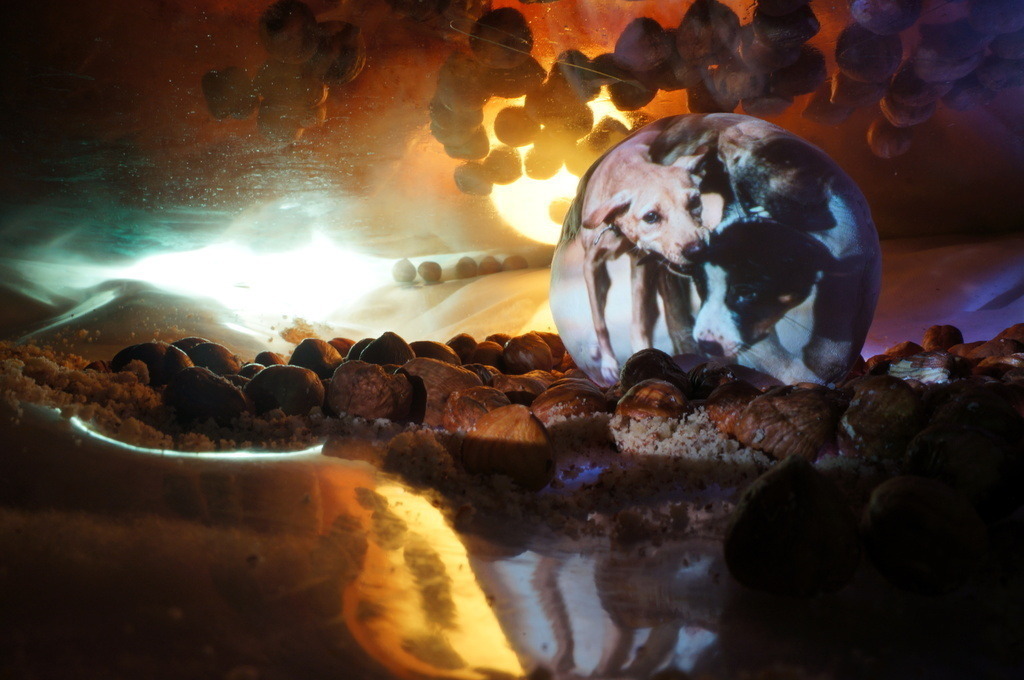 Hunde | cornelia-geissler - Realisiert mit Pictrs.com